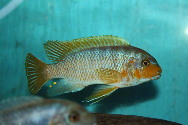 Petrotilapia palingnathos 'Chizumulu Island'